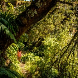 2. Scenic Walk to Curtis Falls