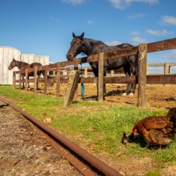 Family Fun with animals at Pioneer Village