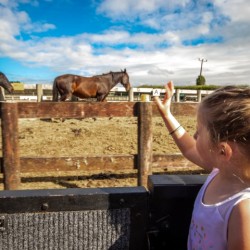 Farm Animals