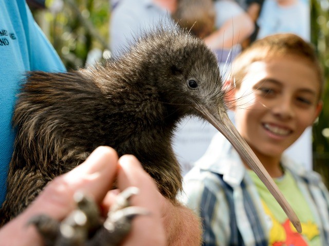 Purangi Kiwi Project